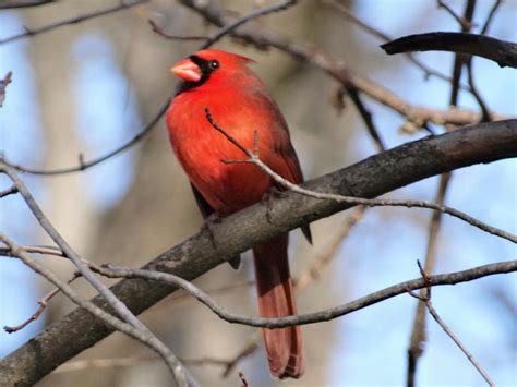 Free Stock Photo Of Cardinal Northern Cardinal Red Birds