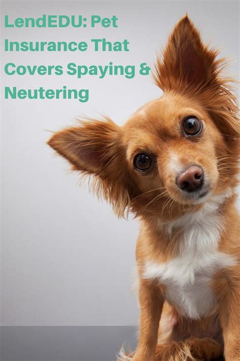 Pet insurance that covers pre existing. Pet Insurance That Covers Spaying & Neutering | LendEDU | Pet insurance, Pets, Insurance