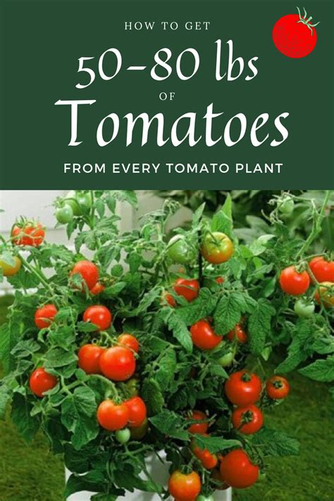 How To Get 50 80 Lbs Of Tomatoes From Every Tomato Plant
