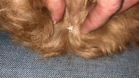 Pimple Popping On My Little Dog Luna Youtube