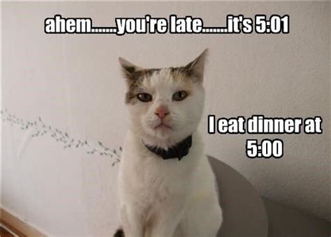 I Eat Dinner At 500 Cute Cat Memes Funny Cat Memes Funny Cats