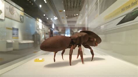 5 Amazing Things Youll See At The Field Museums New Specimens Exhibit