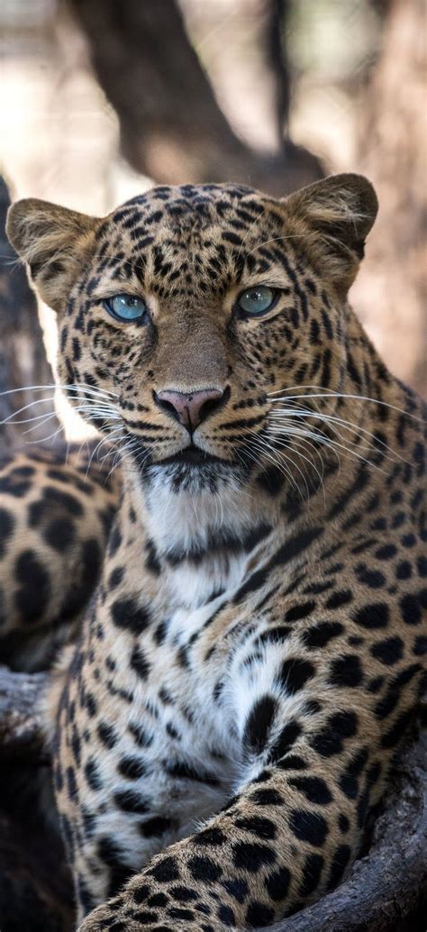 Portrait Of A Jaguar Animals Bigcat Jaguar Cuteanimals Wild