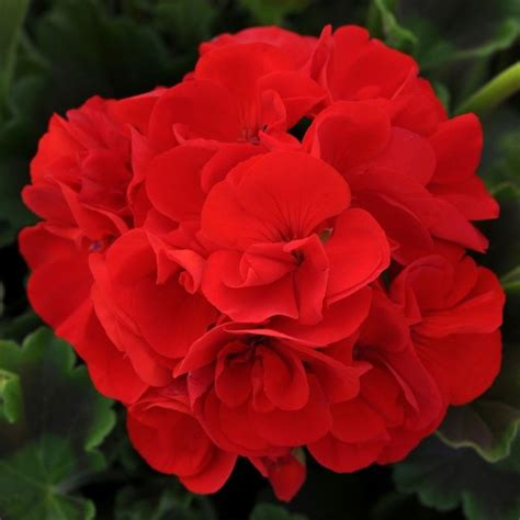 Geranium Grandeur Bright Red Geraniums Busy Bee Garden Centre