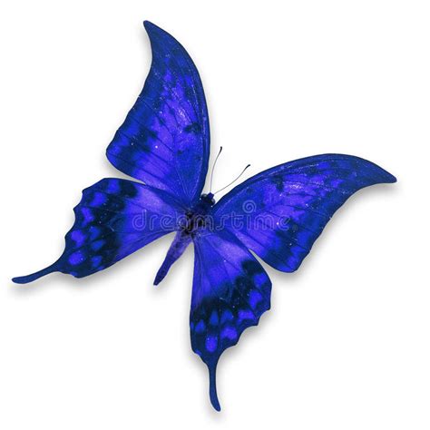 Blue Butterfly Stock Image Image Of Blue Entomological 46588635