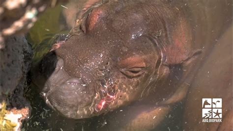 Abq Bioparks Baby Hippo Name Reveal Youtube