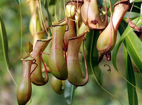 Growing Pitcher Plant Pitcher Plant Insect Eating Plant Naturebring