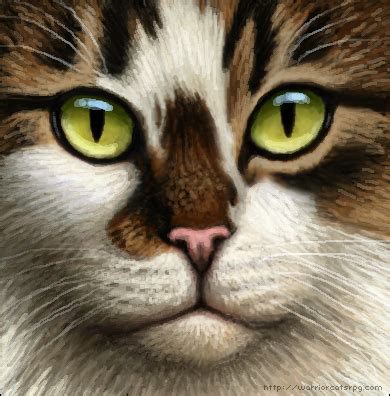 Visit warriorcats.com tomorrow, may 14th to learn more about the first book in the series and get a first look at the jacket! My Warrior Cats Pictures: Longhair she-cat for Willowheart