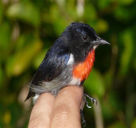 Wakatobi Flowerpecker New Species Of Bird Discovered In Indonesia