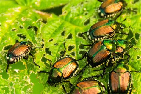 Controlling The Japanese Beetle Door County Pulse
