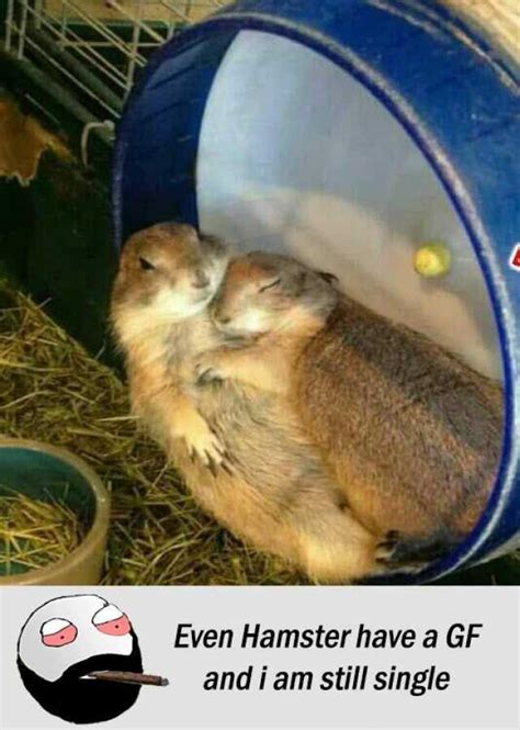 Even Hamster Have A Gf And I Am Still Single