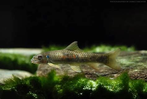 Garra Rufa Doctor Fish Discognathus Crenulatus Garra Rufa