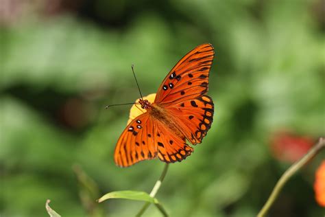 Wallpaper Gulf Fritillary Butterfly Insect Brown Macro Hd