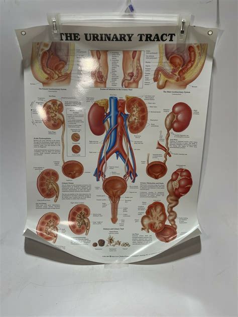 Urinary System Anatomy Chart Poster Laminated Urinary Tract Images
