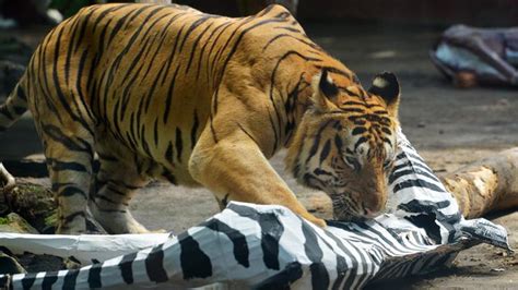 Mereka tidak tahu di balik tembok itu adalah kandang harimau. Wisata Ternak Kandang Macan - Bksda Jateng Tangkap Macan ...