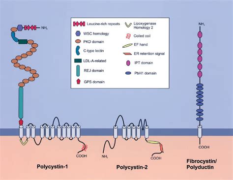 Figure 1 From Genetics And Pathogenesis Of Polycystic Kidney Disease