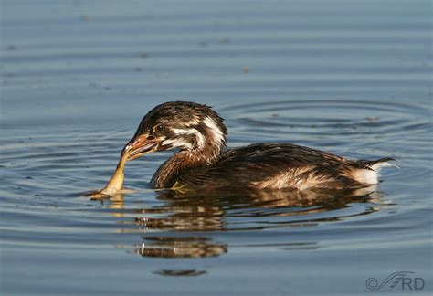 Pied Billed Grebe Feeding Behaviors Feathered Photography