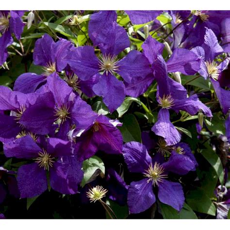 Purple flowers, heavy flowering vine. Storblomstrende 'Jackmanii' - Slyngplanter - Plantetorvet.dk