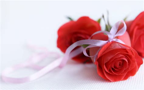 Download Ribbon In Rose Flowers Wallpaper