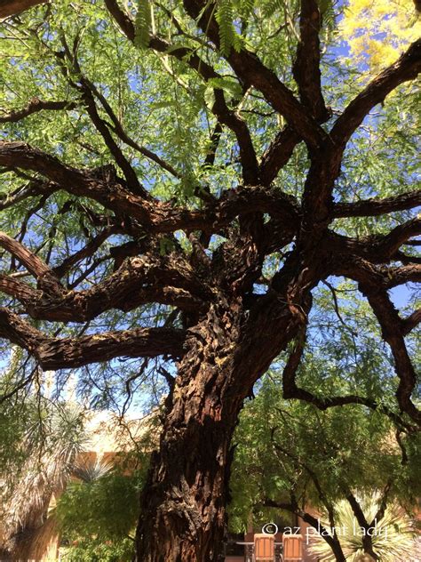 Mesquite Trees And Crazy Branches Ramblings From A Desert Garden