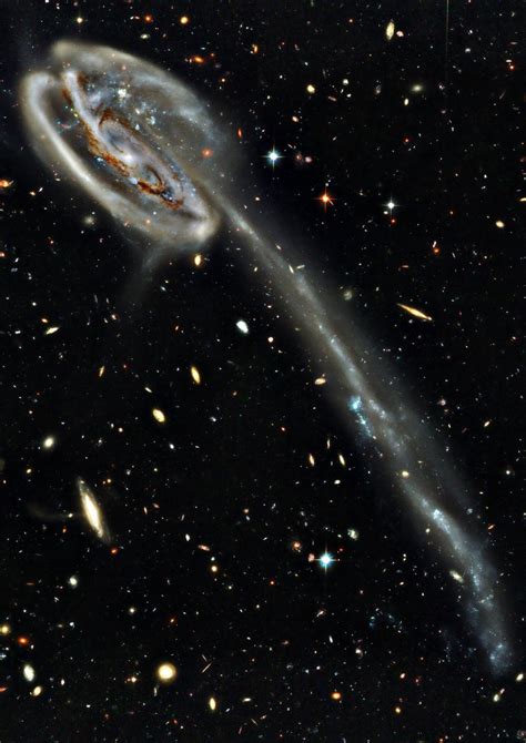 The Tadpole Galaxy From Hubble Image Credit Hubble Legacy Archive