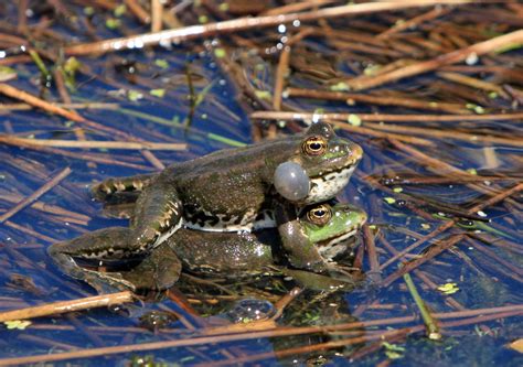 Frogs Mating Free Stock Photo Public Domain Pictures