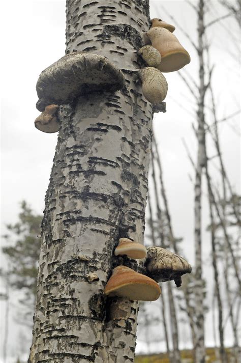 Mushrooms Growing On Dead Birch Tree 5 Years After Forest Flickr