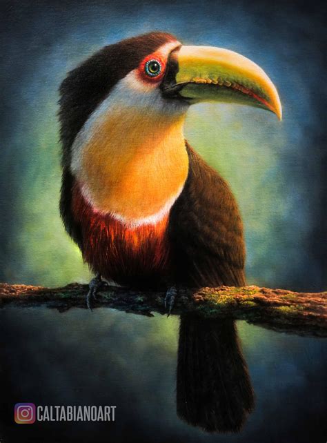 Green Billed Toucan Painted By Me Oil On Canvas Rpainting