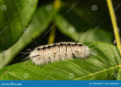 Hickory Tussock Moth Caterpillar Stock Image CartoonDealer Com 125930221