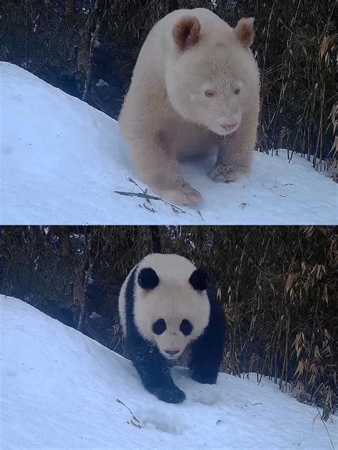 Movements Of Rare All White Panda Spotted In China Shine News