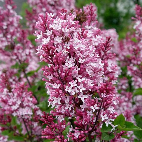 Kolokolo Store 25 Pink Lilac Seeds Tree Fragrant Hardy Flower Perennial