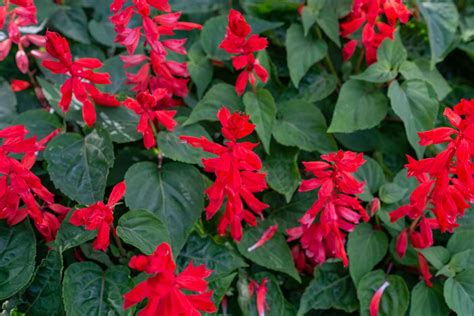 Red Salvia Plant Care And Growing Guide