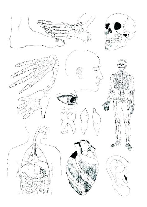 Anatomy Coloring Pages Printable Printable World Holiday
