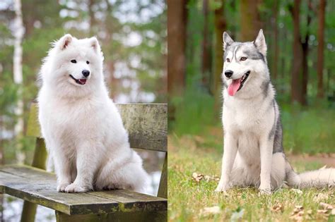 Samusky Samoyed And Husky Mix Info Pictures Facts And Faqs