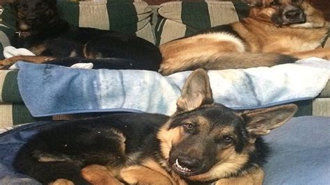 Watch Adorable German Shepherds Rare Condition Means He Will Remain