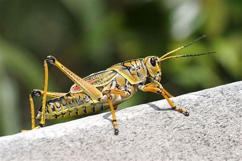 Filegrasshopper 2 Wikimedia Commons