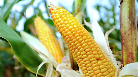 Us Corn Exports To China Drop 85 Percent After Ban On Gmo Strains