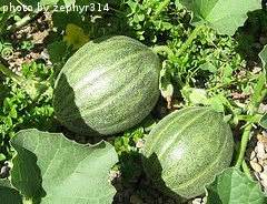 What is the best fertilizer for cantaloupe? Watering and Fertilizing Cantaloupe