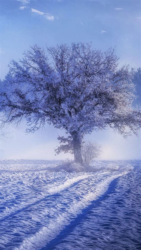 2160x3840 Trees Covered With Snow Fog Landscape Winter 4k