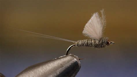 8 Trout Fly Patterns To Tie During Quarantine Flylords Mag
