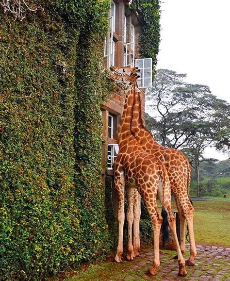 Giraffe Manor Nairobi Travel The World For Free African Safari