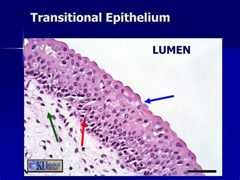 Ppt Lab Exercise Classification Of Tissues Epithelial Tissue