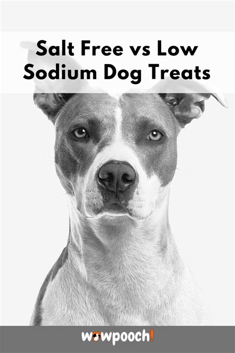 Too little will result in canine hyponatremia (low sodium in dogs), while excessive will cause hyperkalemia. 13 Best Low Sodium (Dry & Canned) Dog Food Brands : 2020 ...