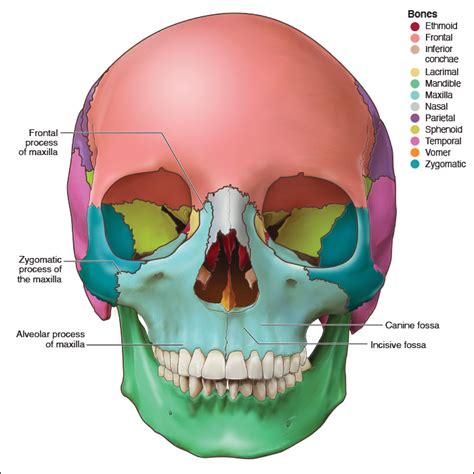 Anatomy Of Maxillary Alveolar Process The Best Porn Website