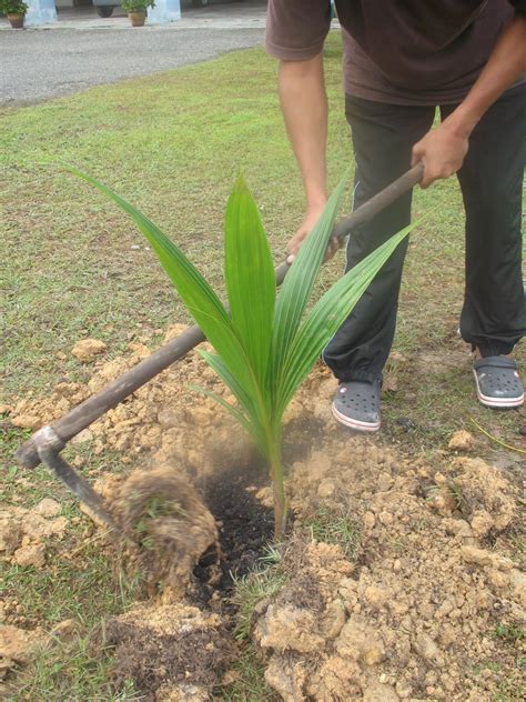 Penanaman kelapa ini boleh dijalankan secara kepadatan tinggi dengan jarak tanaman 6 m x 6 m. Kelapa Matag | Blues Riders