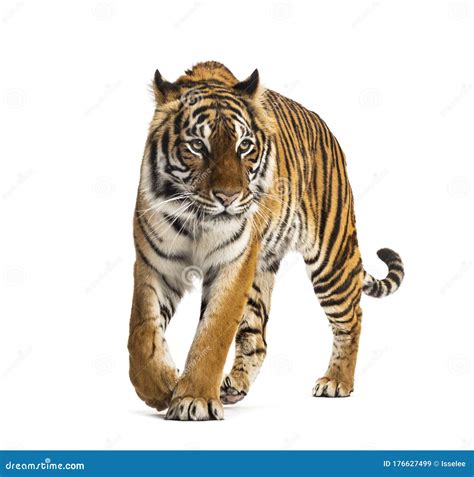 Tiger Walking In Green Vegetation Wild Asia Wildlife India Indian