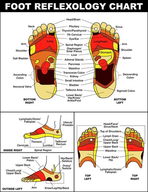 Foot Reflex Zone Massage Chart Lipbal