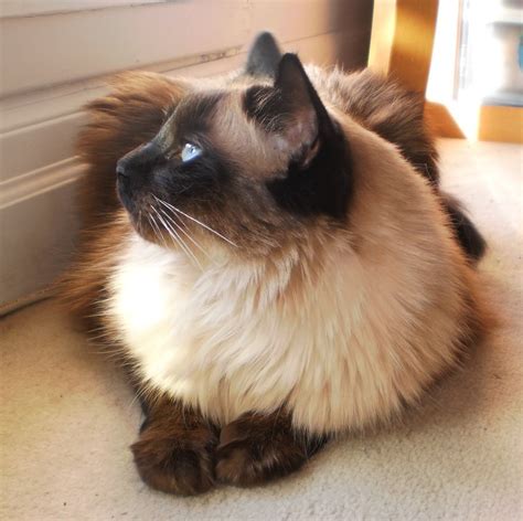 Never Underestimate The Influence Of Long Haired Balinese Cat Long