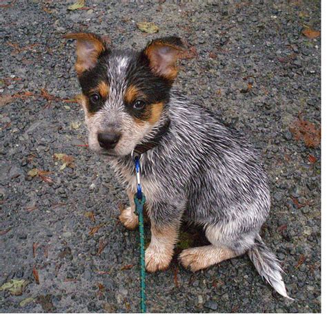 Take advantage of our puppysearch or leisurely browse our directory of hundreds of dog breeds, blue heeler dog breeders, blue heeler dogs for adoption, and blue heeler puppy for sale listings with photos and detailed descriptions. Wet Blue Heeler puppy.PNG