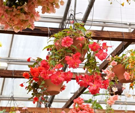 How To Plant Begonia Corms In Hanging Baskets Indoor Garden Tips